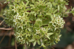 Calycopteris floribunda